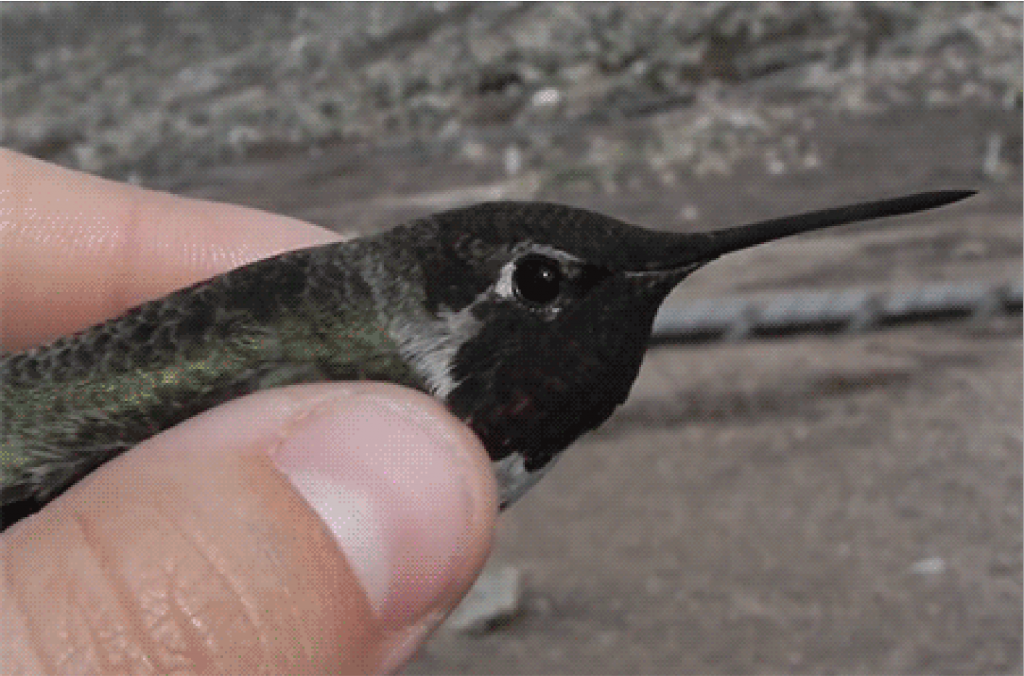 A hummingbird held in hand, as it turns towards the camera throat shimmering